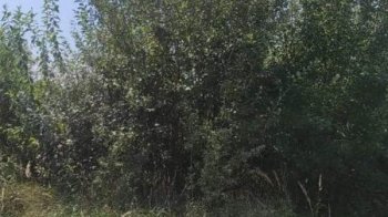 АМКУ підозрює фірму дружини нардепа від “ОПЗЖ” у змові під час купівлі ділянки на Львівщині