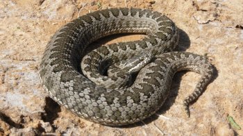 На Львівщині двоє постраждалих потрапили до лікарні через укус змій