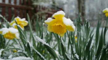 Погода у Львові 8 квітня: сніг, дощ і ожеледиця на дорогах