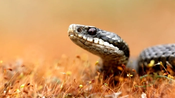 На Львівщині двоє людей потрапили до реанімації після укусів змій