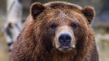 На Дрогобиччині у лісі помітили сліди ведмедя: попереджають про небезпеку