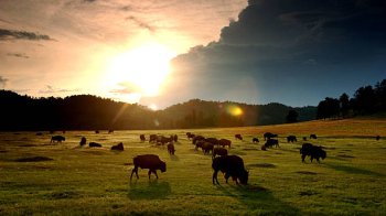 Планета переживає шосте масове вимирання: вчені пояснили, чому це небезпечно