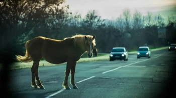 На Львівщині неприв’язане лоша неповнолітнього п’яного візника потрапило під колеса авто