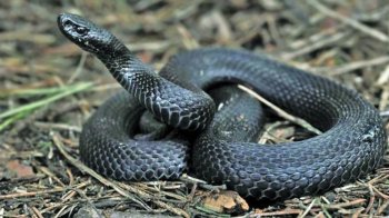 10-річна дівчинка потрапила до лікарні через укус змії