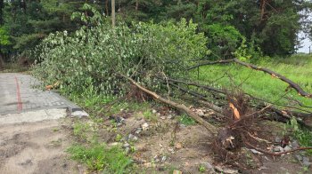 В селі неподалік Львова спіймали лісоруба на знищенні дерев у лісосмузі