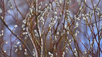 Туман зранку і до +14 вдень: прогноз погоди для Львова