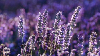 В Україні з'явиться перший завод з виробництва лавандової олії