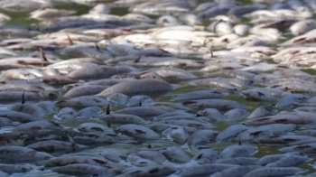 Річка мертвих: в Австралії через спеку загинули мільйони риб