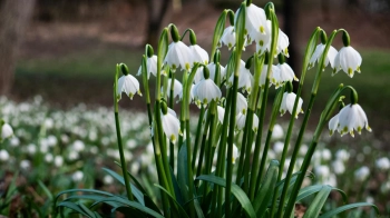 На Львівщині створять охоронну зону для збереження рідкісної рослини