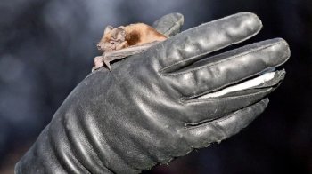 У Львові випустять на волю понад 300 врятованих кажанів