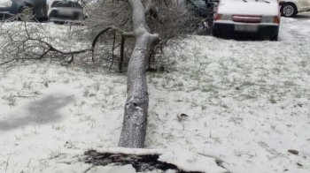 Негода у Львові звалила майже 120 дерев