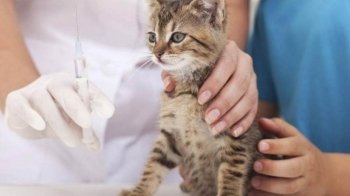 У Львові безкоштовно вакцинуватимуть та стерилізуватимуть тварин переселенців