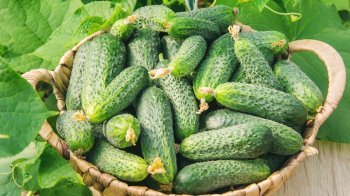 У жовтні ціни на огірки зросли майже вдвічі