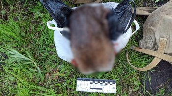 Туша вбитої тварини