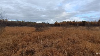 На Малому Поліссі збережуть унікальні рослини, занесені до Червоної книги України.