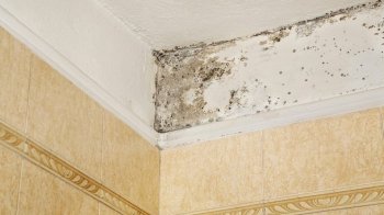 Як позбутися цвілі в будинку: ефективні способи та поради