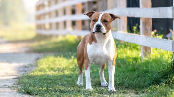 У Львові жінці конфіскують пса через загризеного чихуахуа