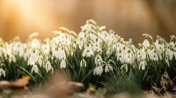 Тепло повертається: яким буде останній день березня на Львівщині