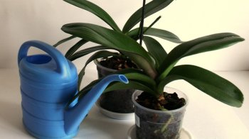 Орхідеї та лійка