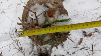 Чоловік незаконно рубав дерево й загинув, фото поліції
