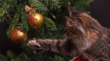 До Дня Миколая львів’ян закликають принести необхідні речі тваринам у притулку