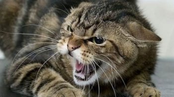 На Стрийщині запровадили карантин через сказ у кота