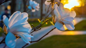 Погода у Львові та області 21 травня: потепління до +22° без дощу