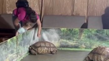 «Це знущання з тварин»: у Полтаві скаржаться на виставку черепах, а поліція не реагує