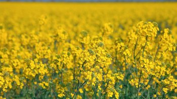 Обстеження посівів на Львівщині: є шкідники та грибкові хвороби