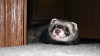 Львівські патрульні допомогли скутеристу під наркотиками довезти на поїзд тхора