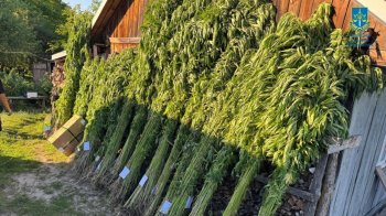 На Золочівщині викрили плантацію конопель на подвір’ї у чоловіка