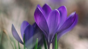 Крокус