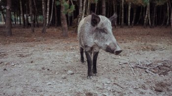 На Львівщині водійку Renault оштрафували за збиту дику свиню