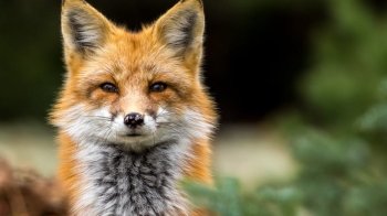 Били палкою та знімали на відео: трьох молодиків з Червоноградщини судитимуть за знущання над лисицею