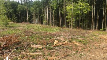 На Закарпатті посадовців “Львівлісозахист” підозрюють в незаконній вирубці дерев на понад 2 млн грн