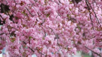 Біля львівської школи висадять сакури в честь Ірини Фаріон