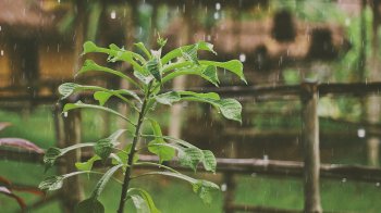 Грози та град: якою буде погода на Львівщині 5 серпня