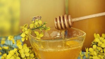 Мед ріпаковий: як виглядає та користь