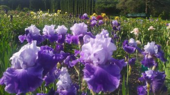 У ботанічному саду Львова можна побачити історичні сорти ірисів