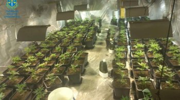 Львів’янин зі спільниками вирощували та продавали канабіс у кількох областях України