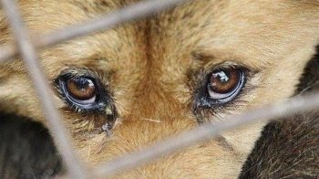 Працівнику «Львівелектротрансу» винесли вирок за побиття сусідського собаки палицею
