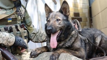 Не тільки Патрон: у мережі показали чотирилапу розвідницю Вєсту