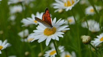 На Львівщині прогнозують спеку до +35°: можливі грози та шквали