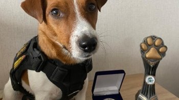 Пес-сапер Патрон отримав відзнаку кінологічного клубу Ірландії