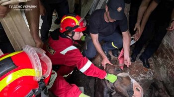 На Львівщині врятували коня, який упав до триметрової ями