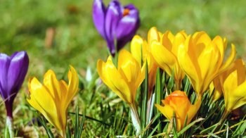 Мешканців Львівщини запрошують на квіткові тури