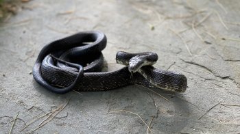 У Львові лікують дівчинку після укусу змії: лікарі розповіли про її стан 