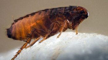 Львів’яни поскаржились на блох в одному з укриттів у Личаківському районі