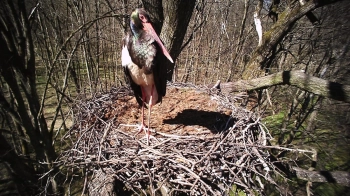 Чорний лелека