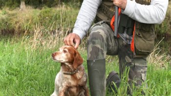 Собаки на полюванні